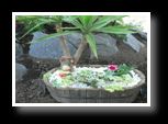 plants