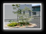 plants